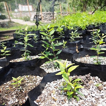 Plants for Reforestation